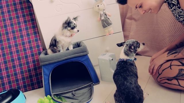 ПОКУПКИ ИЗ ЗООМАГАЗИНА ДЛЯ КОШКИ, СОБАКИ ИЛИ ЩЕНКА ¦ РАСПАКОВКА И ОБЗОР смотреть онлайн