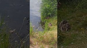 УТОЧКА С УТЯТАМИ