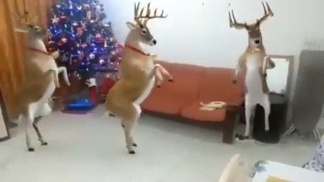 A rena dançando. A musica de natal смотреть онлайн