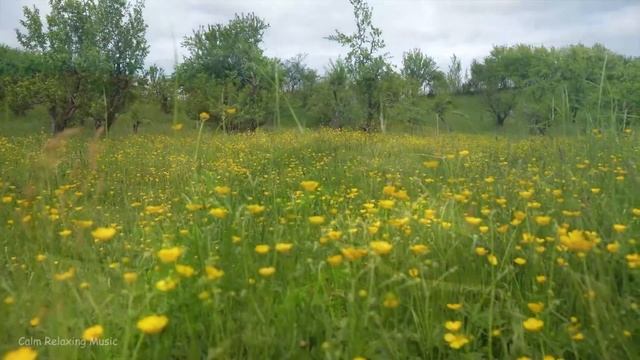 Calming Music For Nerves? Healing Music For The Heart And Blood Vessels, Relaxation