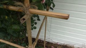 Опора для плетистой розы  своими руками - бюджетный вариант!