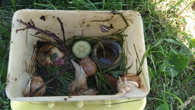 Обзор на улиток Ахахатина. Содержание улиток в домашних условиях. смотреть онлайн