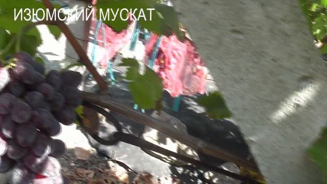 26.08.23г.Снежная Королева,Хелена,Солнеч. Лучи,Авраам, Изюмский м-т, Ризауш, Станичник, Тип Изюминк смотреть онлайн