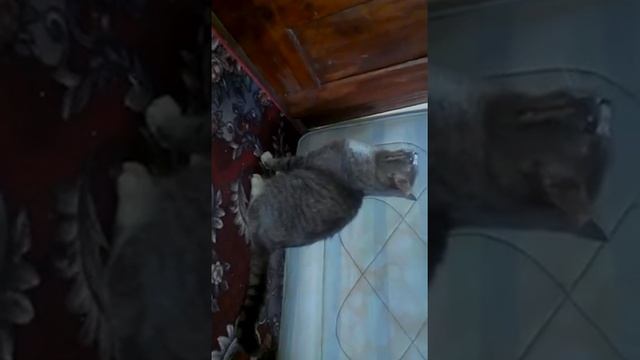 КОТ ОТКРЫЛ ЗАКРЫТУЮ ДВЕРЬ "Смотреть всем!" смотреть онлайн