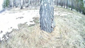 Рак берёзы. Сувель. Нарост на берёзе или берёзовый сувель