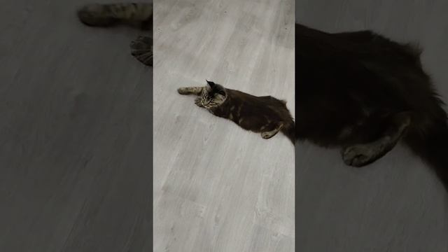 Мейн-кун, 5 месяцев. maine coon. кошки-гиганты. смотреть онлайн