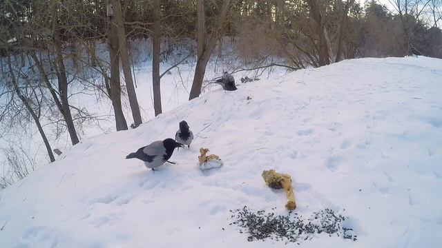 #птицызимой #природа #вороны #зима