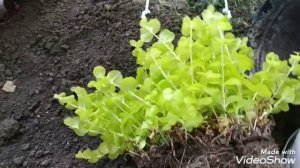 Пересаживаю вербейник монетчатый и кислицу в кашпо