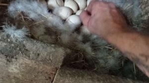 #разведение #индоуток часть 2