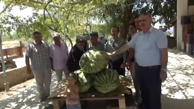 Самый большой арбуз в Турции весит 58 кг смотреть онлайн