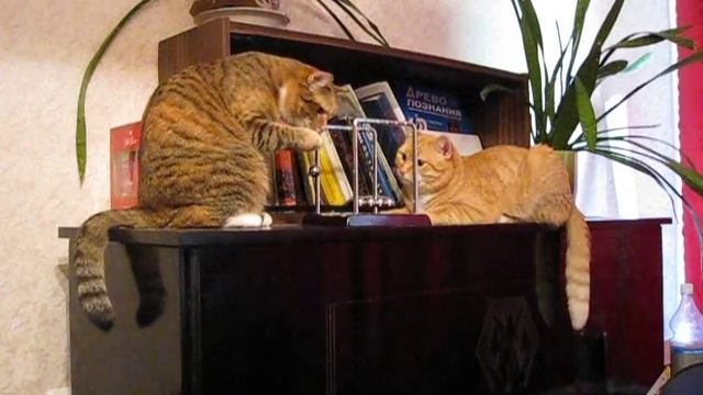 Коты и шарики Ньютона (cats And Newton Balls)