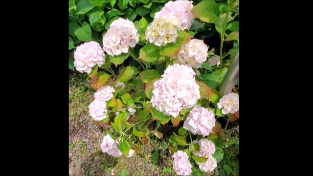 Hydrangea Tour at My Local Nursery смотреть онлайн
