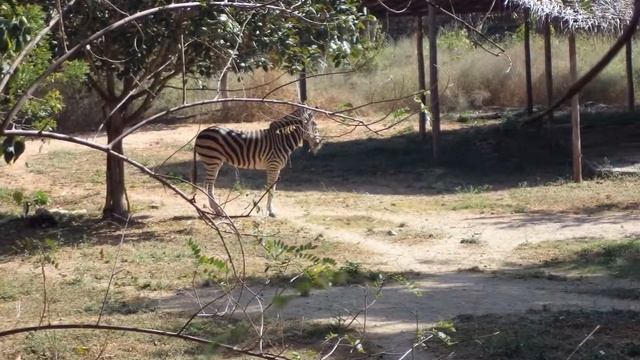 The Cute Innocent Mammal from Africa-Giraffa Camelopardalis смотреть онлайн