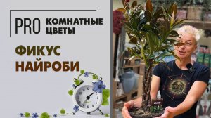 Фикус Найроби. Обзор сорта. Красивейший фикус эластика: изящное и неприхотливое растение.