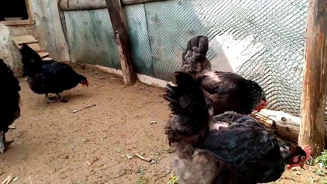 У нас дожди!!! Куры нашего двора!!! смотреть онлайн