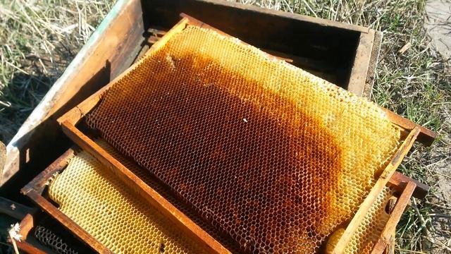 Снимаю широкоформатно рамки с сотами на улье для плейлиста Пчеловодство на моей даче смотреть онлайн