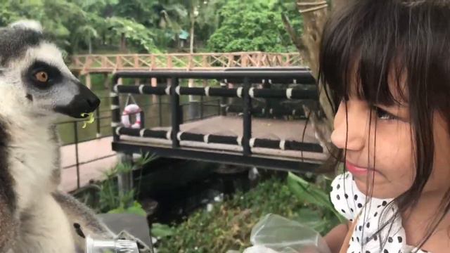 Маша и лемуры, зоопарк Као Кео, остров лемуров. смотреть онлайн