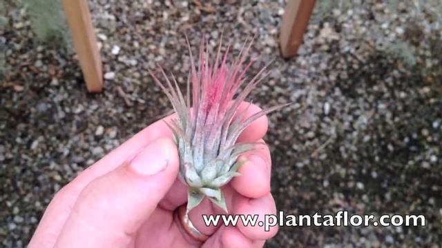 Tillandsia Ionantha Red Guatemala @ Plantaflor