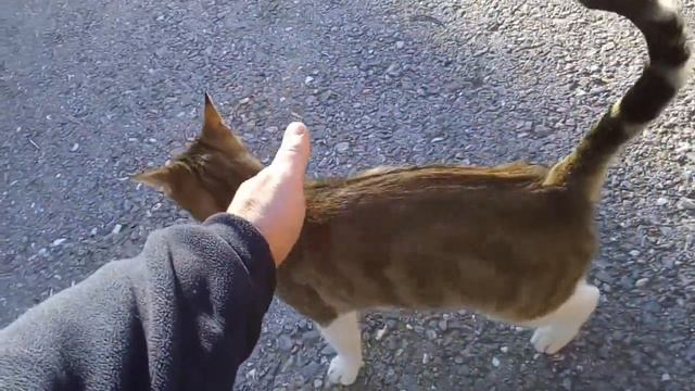 Кошки в турции..