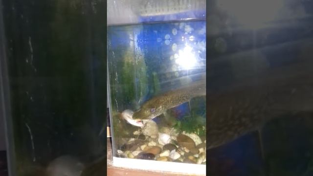 Щука кушает! смотреть онлайн