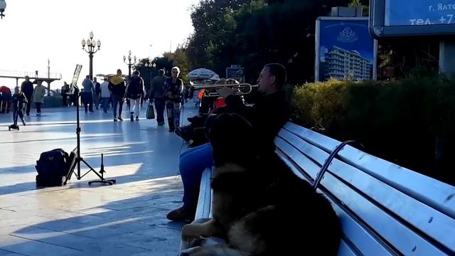 Собака поет под музыку в Ялте. Это нужно видеть! смотреть онлайн