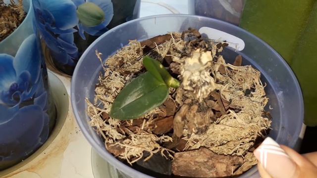 Новая Орхидея обзор смотреть онлайн