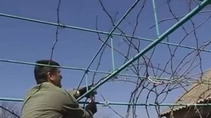 Обрезка винограда на беседке и арке ВИДЕО.