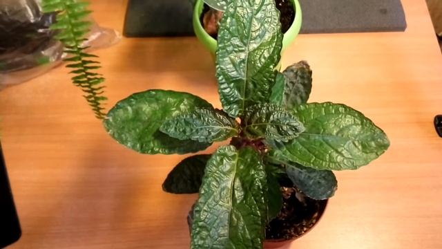 Гемиграфис или Хемиграфис. Блогер помогла опознать растение. смотреть онлайн