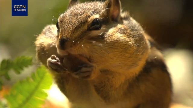 Защита биоразнообразия смотреть онлайн