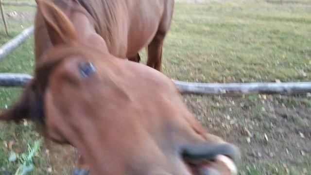 #Кони #Лошади #Жизньвдеревне Подарок коню Руферу смотреть онлайн