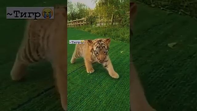 ?Животные которые исчезнут в 2025 году? #shorts смотреть онлайн