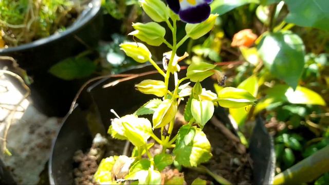 Torenia | Wishbone Flower Care in Malayalam | കാക്ക പൂവ് | Hanging Plant | смотреть онлайн