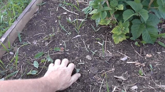 Зачем ковролин на грядке малины смотреть онлайн