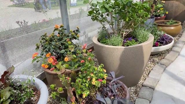 Zoo EDventures: Pollinator Garden and Plants for the Butterfly House смотреть онлайн