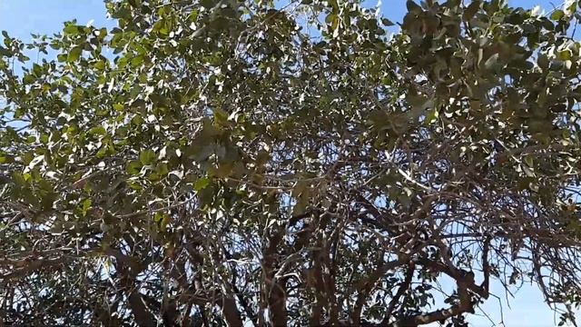 САМАРКАНД)ДЕРЕВО ЖЕЛАНИЙ) МАВЗОЛЕЙ ПРОРОКА ДАНИИЛА) смотреть онлайн