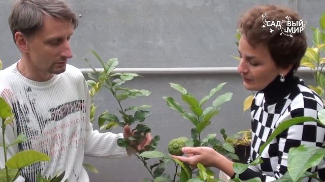 Необычные цитрусовые растения Кафрский лайм смотреть онлайн