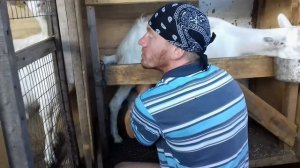 Обзор хозяйства Павла Немоляева. Ферма "Сельское подворье". Саратов.