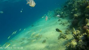 Египет Stella Makadi Beach Resort 5 reef(Стела Макади )