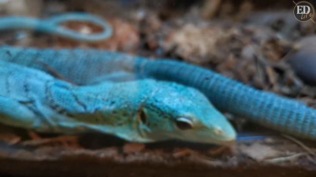 Изумрудный или смарагдовый варан (Varanus prasinus) – как выглядит красивая и изящная ящерица смотреть онлайн