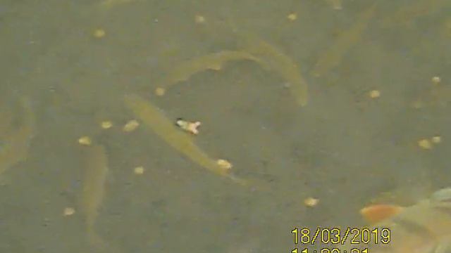 Calypso. Павлодар.обл., Качир.р-н, с.Осьмерыжск, зт.Домашняя смотреть онлайн