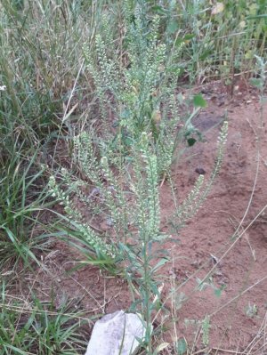 110. Клоповник густоцветковый - Lepidium densiflorum