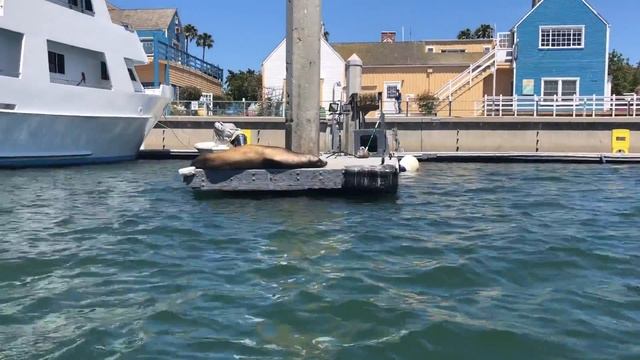 MLSHD Kayaking In Marina Del Rey