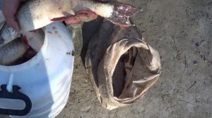 Каменный. ХМАО. 109 куст. Ендырская протока. Архивные кадры. Много щуки