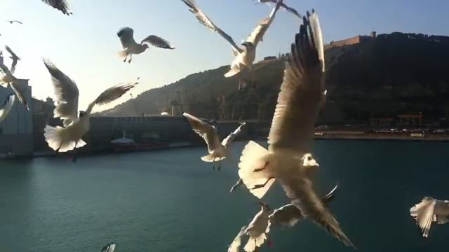 Птицы. Почти Хичкок.MOV смотреть онлайн