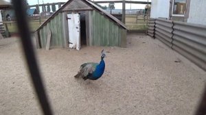 Страусиная ферма как бизнес идея, немного теории.