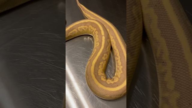 NASTY LITTLE BALL PYTHON!!! смотреть онлайн