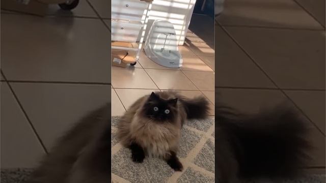 Кот испугался пука #short #subscribe смотреть онлайн