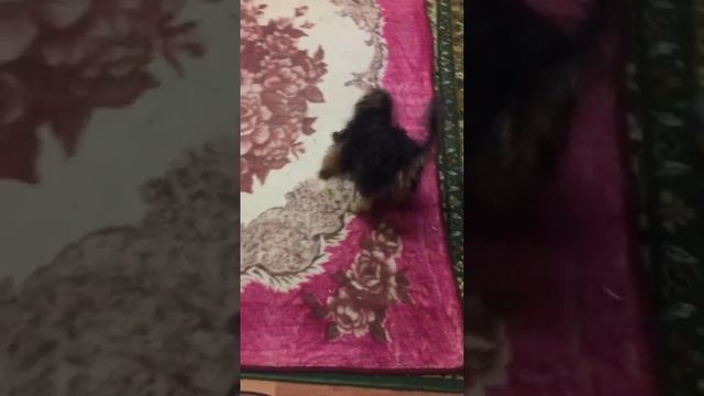 Сушка волос по собачий смотреть онлайн