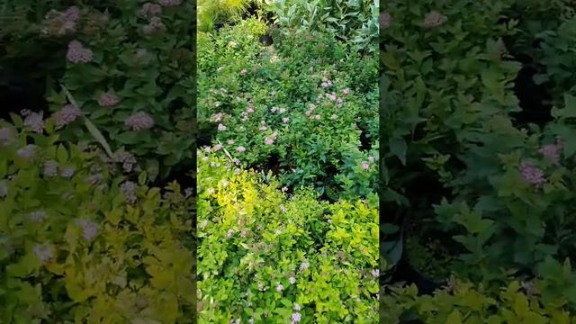 СПИРЕЯ ЛИТЛ ПРИНЦЕСС И СПИРЕЯ ГОЛДЕН ПРИНЦЕСС смотреть онлайн