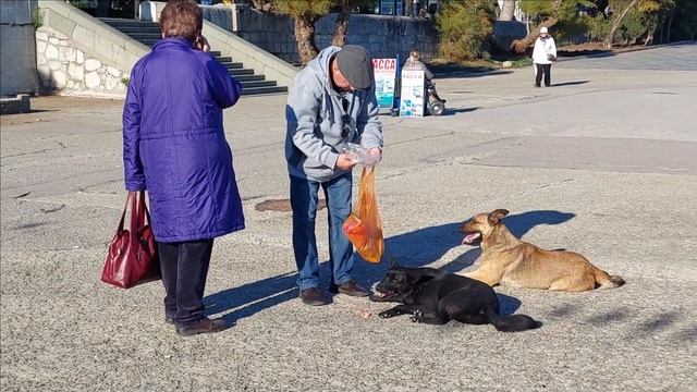 КЕФАЛЬ УТКИ ЧАЙКИ НЫРКИ СОБАКИ ЯЛТА смотреть онлайн